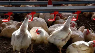 Gallinas en una granja