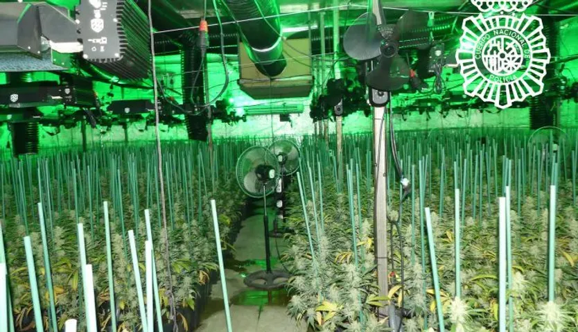 Plantación de marihuana