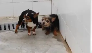 Perros