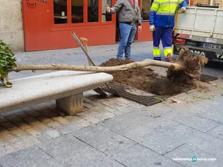 Árbol calle Zamora