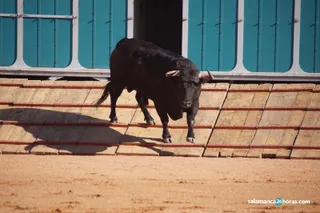 Ganadería Garcigrande y Domingo Hernández (19)