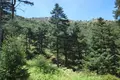 Imagen de un pinar. Foto de archivo