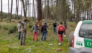 La creciente demanda europea vuelve a poner en valor al pino resinero para la industria química