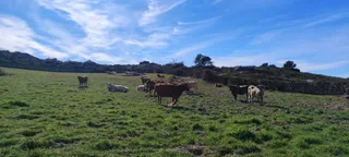 Vacas en el campo. Foto de archivo S24H