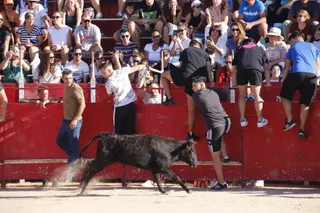 Vaquillas Carbajosa