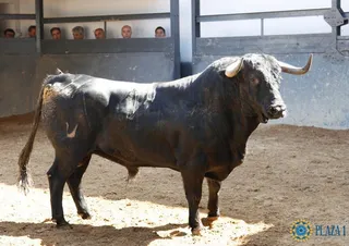 Toros de la corrida de Las Ventas del 4/06/2017