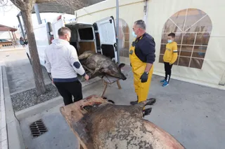 Matanza Castellanos de Moriscos (7)