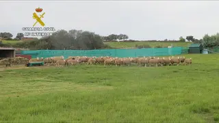 Operación Pentateuco