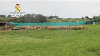 Operación Pentateuco