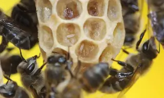Abejas. Foto EP