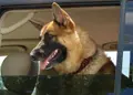 La Guardia Civil recuerda cómo viajar con mascotas de forma segura este verano