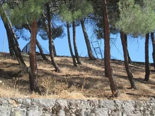 Ciudadanos del Patrimonio solicita vigilancia policial para la Vaguada ante la celebración de un concierto