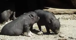 cerdo vietnamita