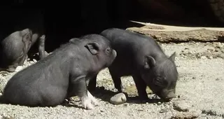 cerdo vietnamita