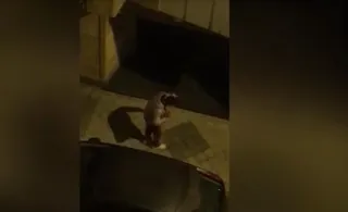 Imagen del joven agredido