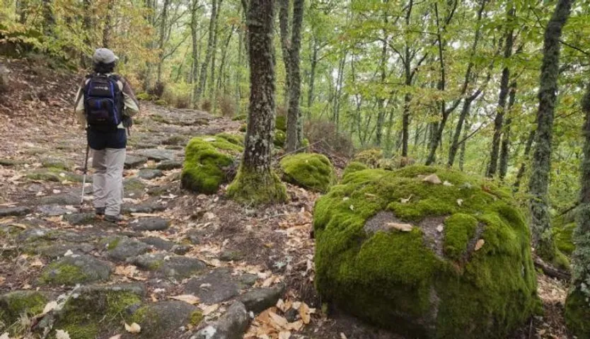 BOSQUE ESPEJOS 2