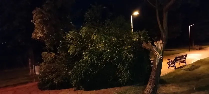 Un árbol cae el Paseo de las Coronas en Villares