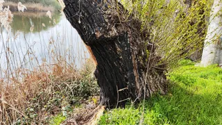 Árbol quemado en el sendero de La Aldehuela. Foto Carlos H. G (2)