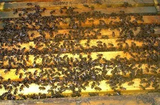 ABEJAS