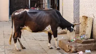 Ejemplar vacuno de la India