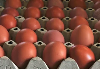 Inmovilizadas veinte toneladas de huevo líquido contaminado con fipronil en Vizcaya