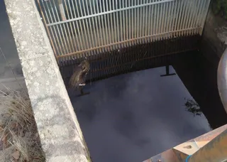 Cadáver de un jabalí flotando parcialmente en la captación de agua de El Tejado | UPL