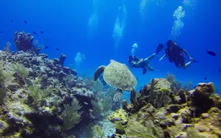 Turtle diving diver bottles seabed corals 538870