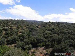 Una de las enfermedades de coníferas más peligrosas afectan a un monte