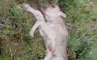 Un ataque de buitres acaba con la vida de un ternero en la comarca de Ciudad Rodrigo