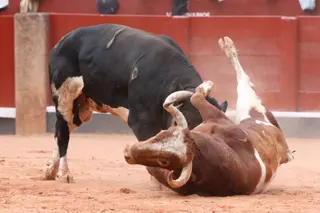 Pelea mortal entre dos toros de Galache