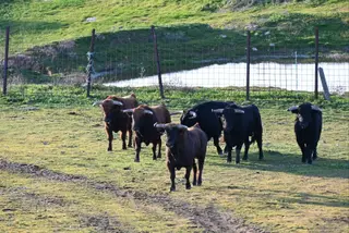 Los astados del encierro a caballo del Carnaval del Toro 2025 ya están en tierras de Ciudad Rodrigo, ganadería Guadajira. Foto Ayuntamiento Ciudad Rodrigo