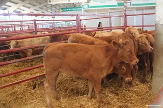 MERCADO GANADO