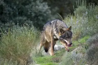 Imagen de un lobo | Europa Press