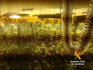 CULTIVO 2