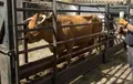 Un Veterinario En Una Explotación De La Comarca De Ledesma. Fotos Jesús Formigo Ical