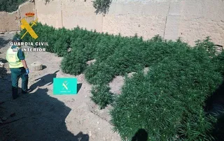 Desmanteladas dos plantaciones de marihuana en La Ribera