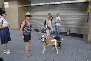 Marcha canina