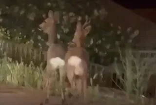 Una pareja de corzos sorprende corriendo por las calles de Alba de Tormes | Christian Mangas
