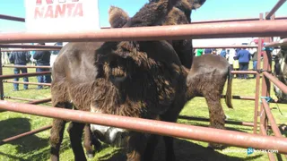 Feria Agroalimentaria Lumbrales (7)