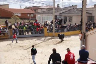 Toro de San Marcos
