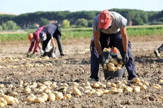 Recolección de patatas. Agencia ICAL