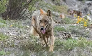 Lobo. Foto de archivo
