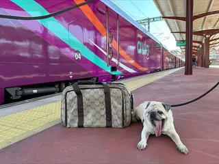 Perro junto a un tren