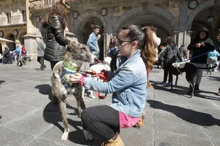 Concentración contra el maltrato animal