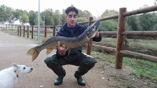 Pesca del Lucio en el Tormes