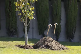 PLANTACIÓN DE 'UN ÁRBOL POR EUROPA'