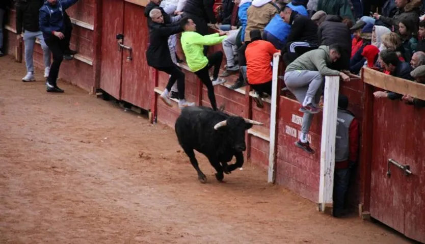 Recortadores en los astados de Guadajira en el Carnaval del Toro de Ciudad Rodrigo