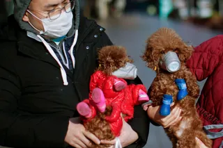 Perros con mascarilla