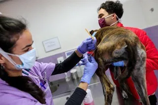 Veterinarios en consulta | Jesús Hellín - Europa Press