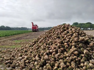 Cultivo de remolacha